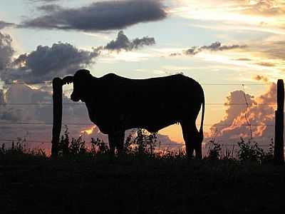 SILHUETA BOVINA POR MARCOS DAVID - ICM - SP