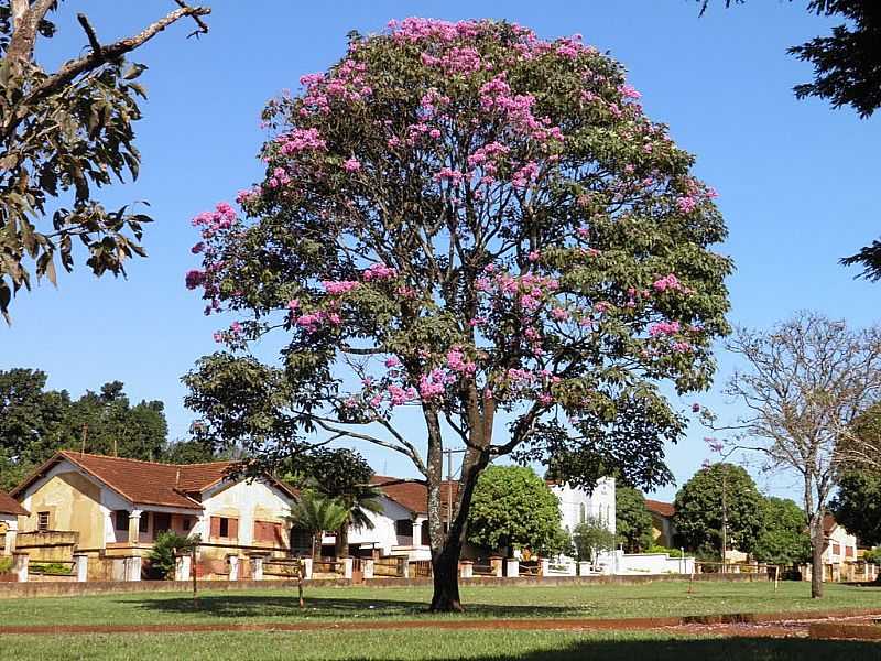 IGARAPAVA-SP-PRAA CORONEL QUITO EM USINA JUNQUEIRA-FOTO:ALTEMIRO OLINTO CRISTO - IGARAPAVA - SP