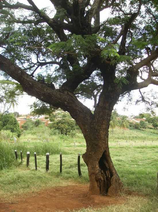  TAMBORIL , POR NELMA FIALHO DOS SANTOS FROTA - PINDA - BA