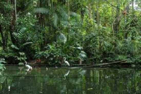 ALDEIA, POR ZELI CURCIO - IGUAPE - SP