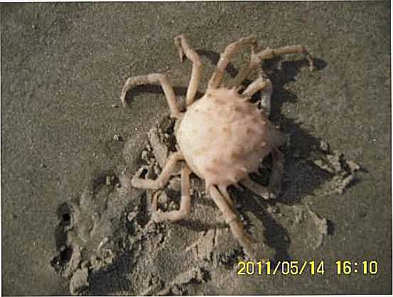 ARANHA DO MAR EM ILHA COMPRIDA-SP-FOTO:VALTERARAGO - ILHA COMPRIDA - SP