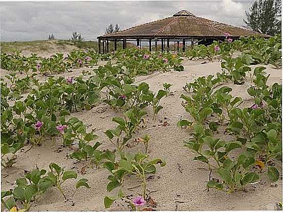 PRAIA DO BOQUEIRO EM ILHA COMPRIDA-SP-FOTO:DANIEL SOUZA LIMA - ILHA COMPRIDA - SP