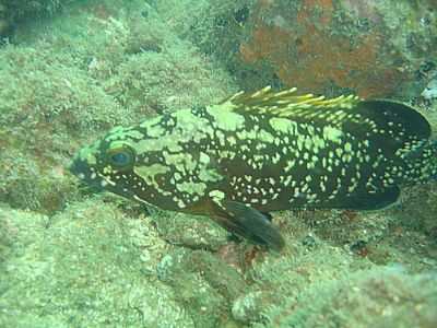 GAROUPA, ILHA DAS CABRAS, POR MAUMEN - ILHABELA - SP