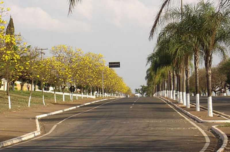 IRACEMPOLIS-SP-COQUEIROS E IPS AMARELOS NA AVENIDA PRINCIPAL-FOTO:ACHE TUDO E REGIO - IRACEMPOLIS - SP