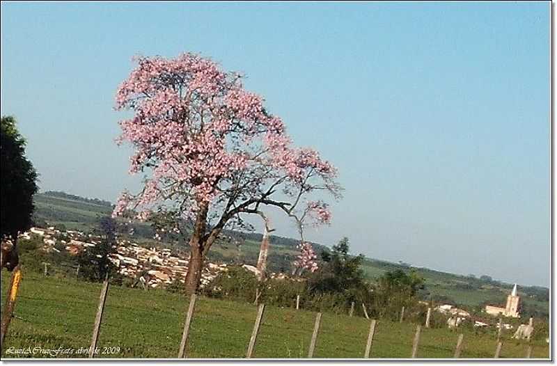 ITAJOBI-SP-PAINEIRA ROSA E A CIDADE-FOTO:LUZIA FRATA - ITAJOBI - SP