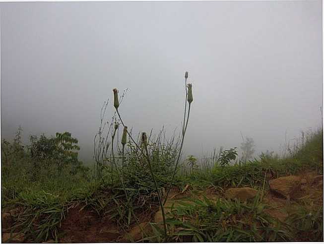 ALTO DA SERRA DE ITAOCA - SP, POR CELSO VICK - ITACA - SP