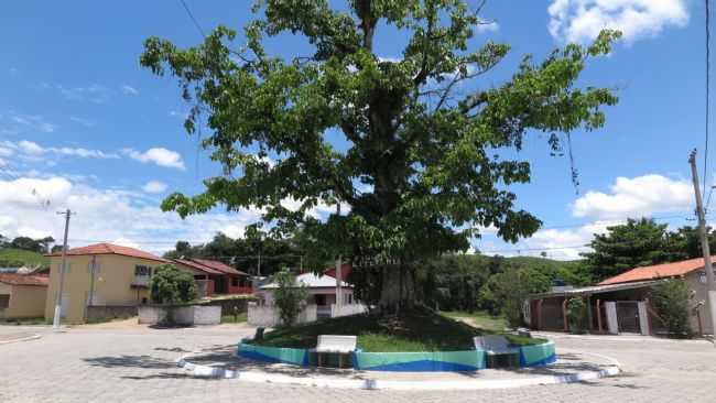 FIGUEIRA CENTENRIA EM ITAOCA - SP, POR CELSO VICK - ITACA - SP