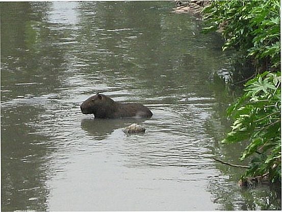 CAPIVARA NO RIO EM ITAPEVI-SP-FOTO:GUSTAVO VERGILIO - ITAPEVI - SP