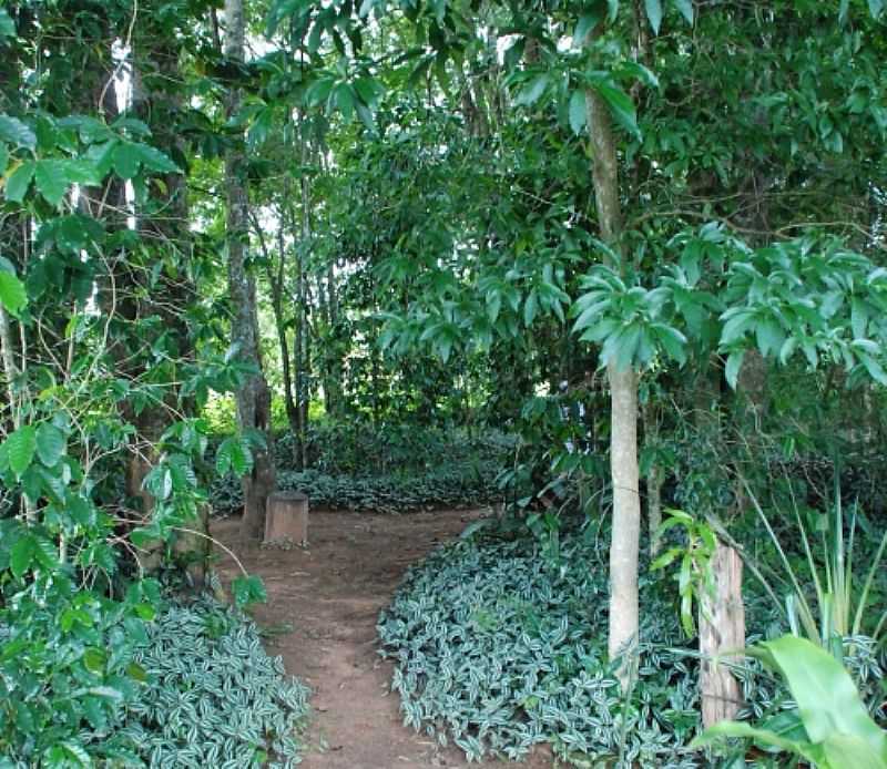 BOSQUE E CEMITRIO DOS PADRES - ITAPORANGA - SP