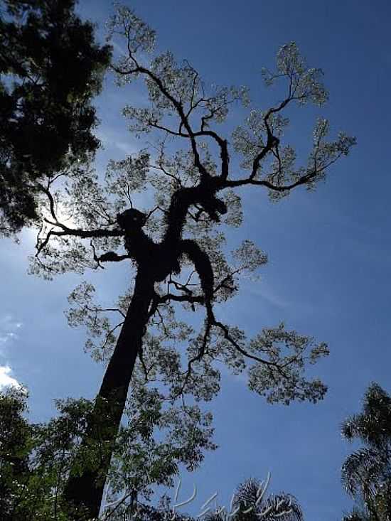 JEQUITIB DE 500 ANOS NA ESTRADA PARQUE EM ITU-SP-FOTO:PEDRO PAULO - ITU - SP