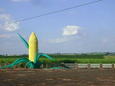 PARQUE DO MILHO-FOTO:VALDECIR COSTA DA SI  - JACI - SP