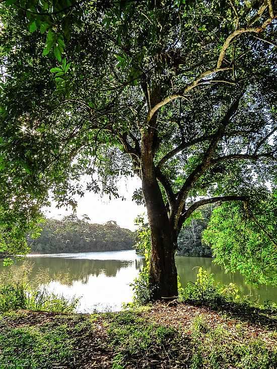 PIRAJ-BA-BELA RVORE NA BEIRA DO LAGO NO PARQUE SO BARTOLOMEU-FOTO:SIDNEY ZARATUSTRA  - PIRAJ - BA