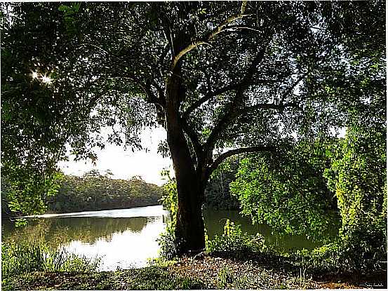 PIRAJ-BA-BELA RVORE NA BEIRA DO LAGO NO PARQUE SO BARTOLOMEU-FOTO:SIDNEY ZARATUSTRA - PIRAJ - BA