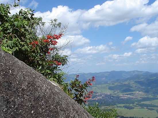 FLORES NA ESCOSTA DA SERRA EM JOANPOLIS-FOTO:ALTEMIRO OLINTO CRIS - JOANPOLIS - SP