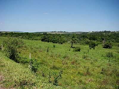 VEGETAO-FOTO:CARLOS.KARDOSO  - JUQUIRATIBA - SP