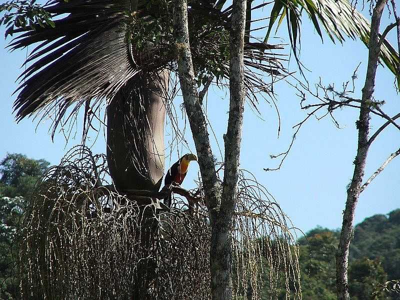 JUQUITIBA-SP-LINDA IMAGEM DA NATUREZA-FOTO:DEBORA CORDEIRO - JUQUITIBA - SP