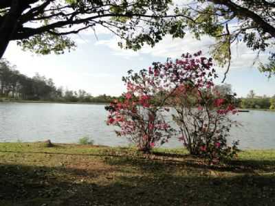 HORTO FLORESTAL - LIMEIRA SP, POR EDEMAR C. HEBLING SJCAMPOS SP - LIMEIRA - SP