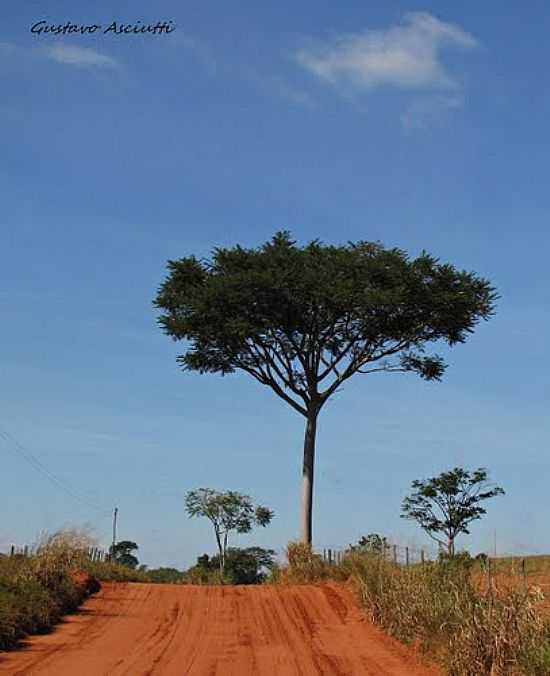 RVORE GUAPURUVU NA ESTRADA DE LINS-FOTO:GUSTAVO_ASCIUTTI - LINS - SP