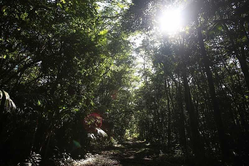 FLORESTA NACIONAL DE LORENA  ICMBIO - LORENA - SP