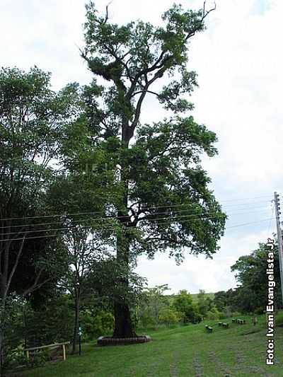 JEQUITIBA CENTENRIO NO AGROTURISMO FLORESTA POR IVAN EVANGELISTA JR - LUPRCIO - SP