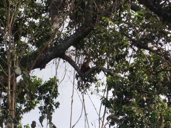 BUGIL-BICHO DA NOSSA TERRA - MATA RIO TIET, POR TONINHA - MACATUBA - SP