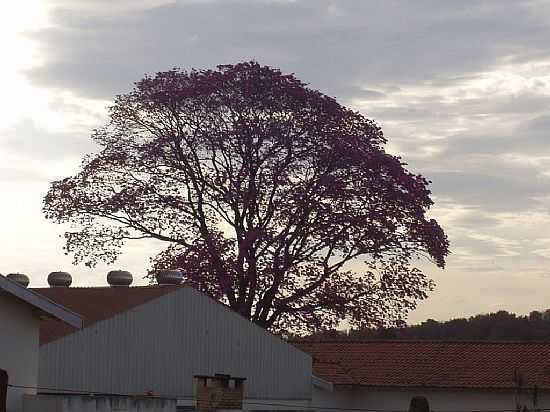 BELA IMAGEM DE MARACA-SP-FOTO:EDBARBOSA - MARACAI - SP