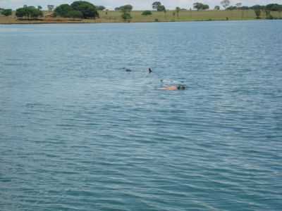 PESCA SUB NAS AGUAS DO RIO GRANDE EM MIGUELPLIS, POR AUGUSTO GRANHANI NETO - MIGUELPOLIS - SP