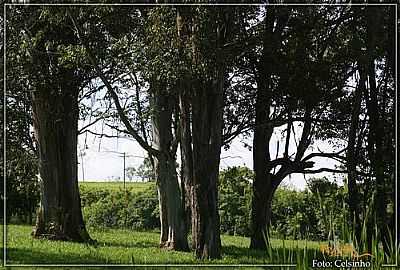 BOSQUE-FOTO:CELSINHOF  - MIRALUZ - SP