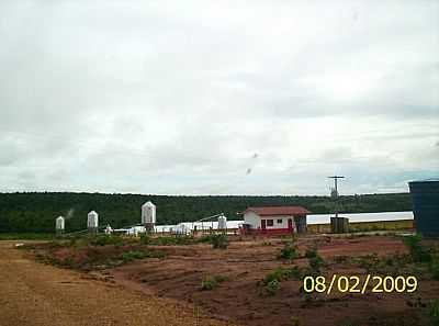 GRANJA-FOTO:FERNANDO PONCHIO  - MIRASSOLNDIA - SP