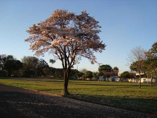 JARDIM IP TRS - MOJI-GUAU, SP, POR ROSPO MATTINIERO - MOGI-GUAU - SP