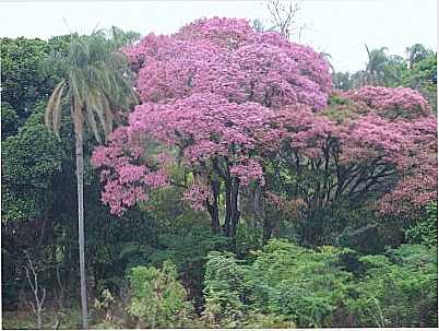 IP-ROXO - BAIRRO GARCEZ - MOJI-MIRIM, SP, POR ROBERTO GASPARINNI  - MOGI-MIRIM - SP