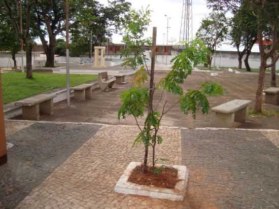MOJI-MIRIM, SP - PAU-BRASIL, POR ROSPO MATTINIERO DI MEOLO - MOGI-MIRIM - SP
