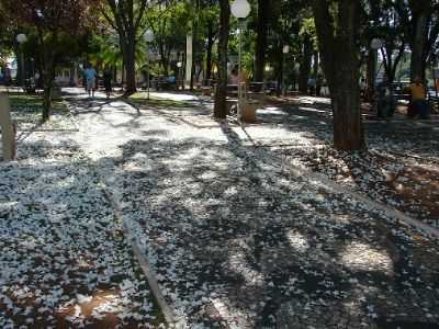 MOJI-MIRIM, SP, POR FOTO - ROBERTO GASPARINNI - MOGI-MIRIM - SP