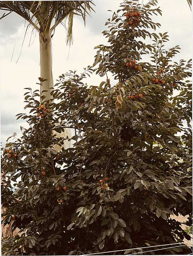 MOJI -MIRIM - FRUTA: CAQUIZEIRO, VARIEDADE CHOCOLATE, POR ROSPO MATTINIERO DI MEOLO - MOGI-MIRIM - SP