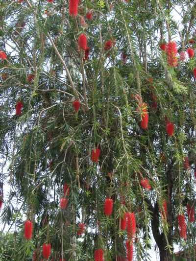 FLORA - VILA BORDIGNON - BAIRRO: AGUARDENTE DO REINO, POR ROBERTO GASPARINNI - MOGI-MIRIM - SP