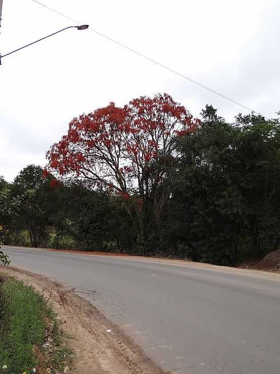 MOSTARDAS-SP-RVORE BICO DE PAPAGAIO FLORIDA-FOTO:ANTONIO ANDRADE - MOSTARDAS - SP