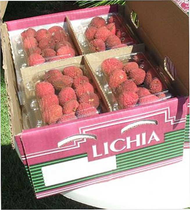 FRUTAS EXOTICAS- LICHIA, POR ESTER MORAES - NARANDIBA - SP