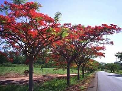 ENTRADA DA USINA-FOTO:EDNA.GONALVES - NOVA EUROPA - SP