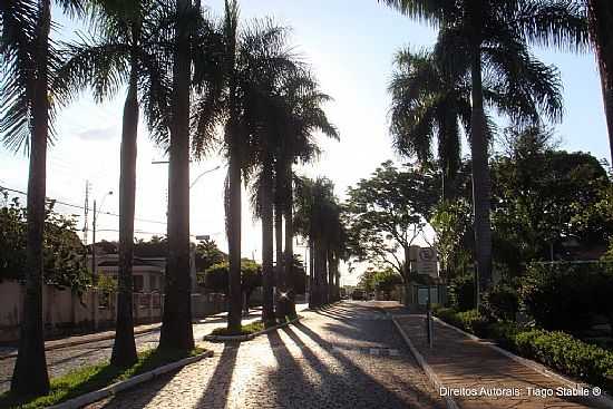 NUPORANGA-SP-PALMEIRAS NA AVENIDA PRINCIPAL-FOTO:T. STABILE - NUPORANGA - SP