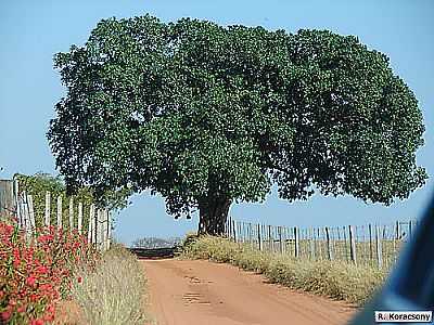 PAISAGEM OCAUU-FOTO:RICARDO KORACSONY  - OCAUU - SP