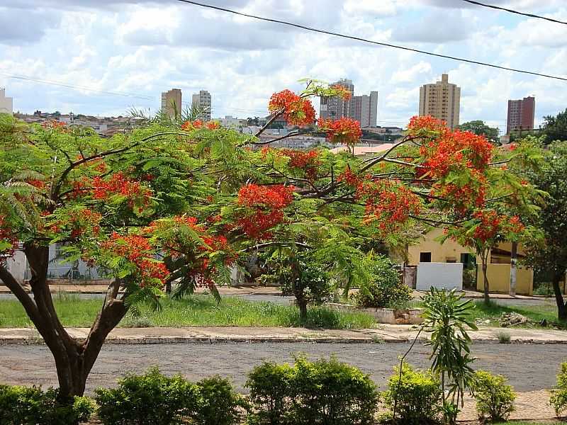 OLMPIA-SP-FLAMBOYANT NA AVENIDA E AO FUNDO A CENTRO-FOTO:URIAS E. TAKATOHI - OLMPIA - SP