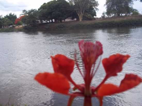 FLOR DE FLANBOYANT, POR RADIVAL DA COSTA NERY JNIOR - PORTO NOVO - BA