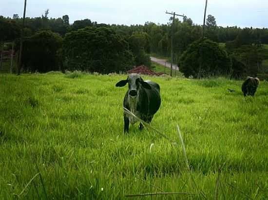 PASTAGEM EM OUROESTE-SP-FOTO:KLAUSGERMANO - OUROESTE - SP