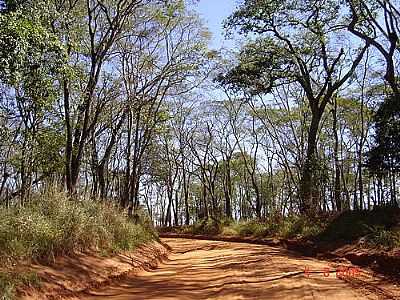 ESTRADA MUNICIPAL-FOTO:VITOR GONALVES VICE  - PALESTINA - SP