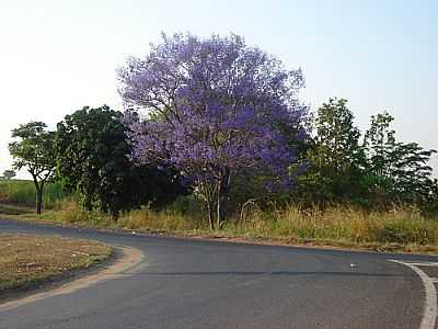 PALMARES PAULISTA PE ROXO POR JOS BENTO CHIMELLO - PALMARES PAULISTA - SP