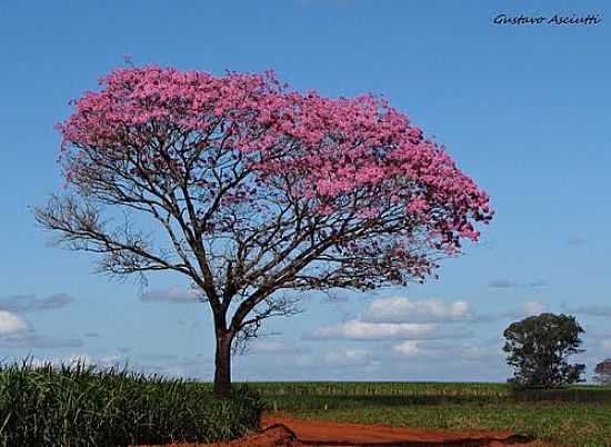 IP SOLITRIO EM PARAGUAU PAULISTA-FOTO:GUSTAVO_ASCIUTTI - PARAGUAU PAULISTA - SP