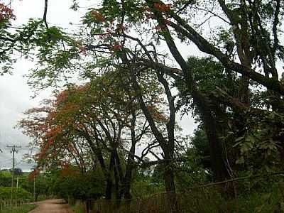 IMAGEM-FOTO:ISAGILL  - PARAISOLNDIA - SP