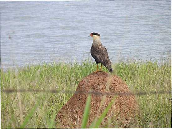 PARANAPANEMA, POR NANCI MARA - PARANAPANEMA - SP