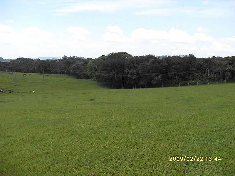 PARDINHO-SP-MATA ONDE ESTO LOCALIZADAS AS NASCENTES DO RIO PARDO-FOTO:J.ROBERTO B. LAMOSO - PARDINHO - SP