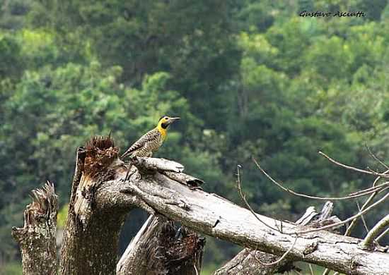 PICA-PAU DO CAMPO EM PEDERNEIRAS-FOTO:GUSTAVO_ASCIUTTI - PEDERNEIRAS - SP